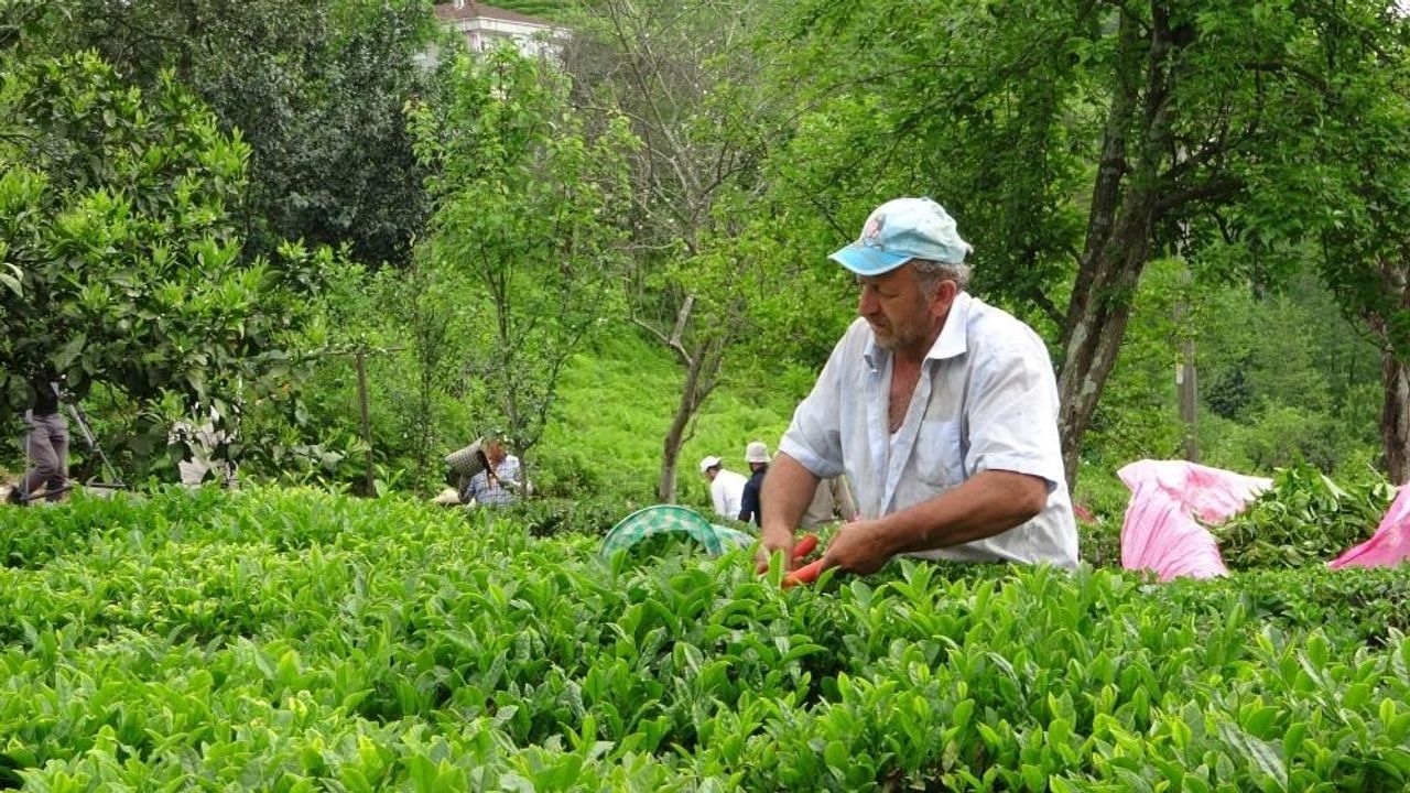 2023 yaş çay sezonu açıldı