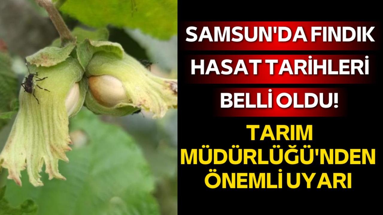 Samsun'da fındık hasat tarihleri belli oldu! Tarım Müdürlüğü'nden önemli uyarı