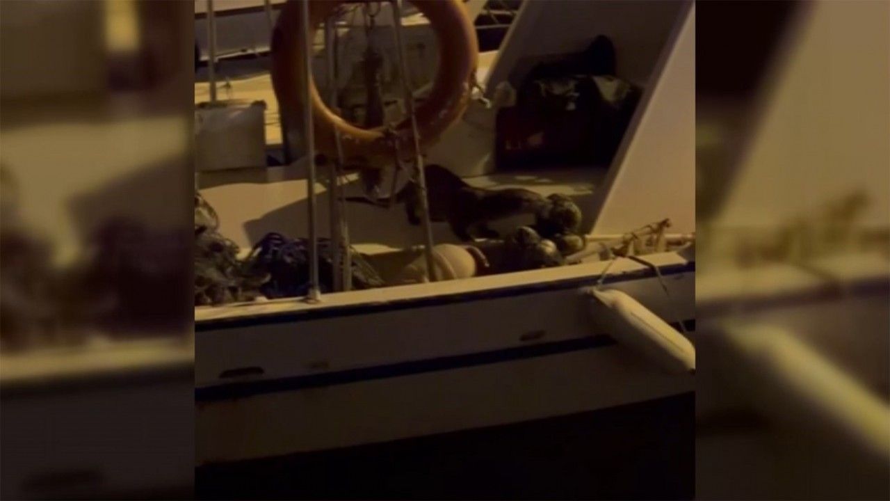 Sinop'ta su samuru denizde balık avlarken görüntülendi