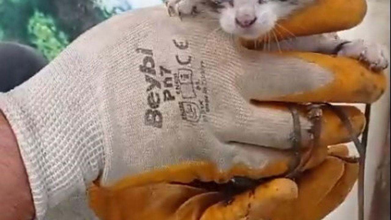 Yavru kediyi market çalışanları kurtardı