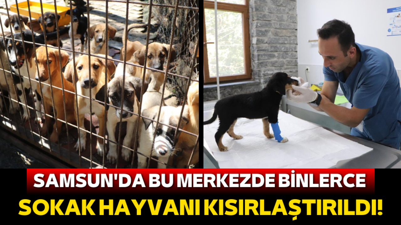 Samsun'da bu merkezde binlerce sokak hayvanı kısırlaştırıldı!