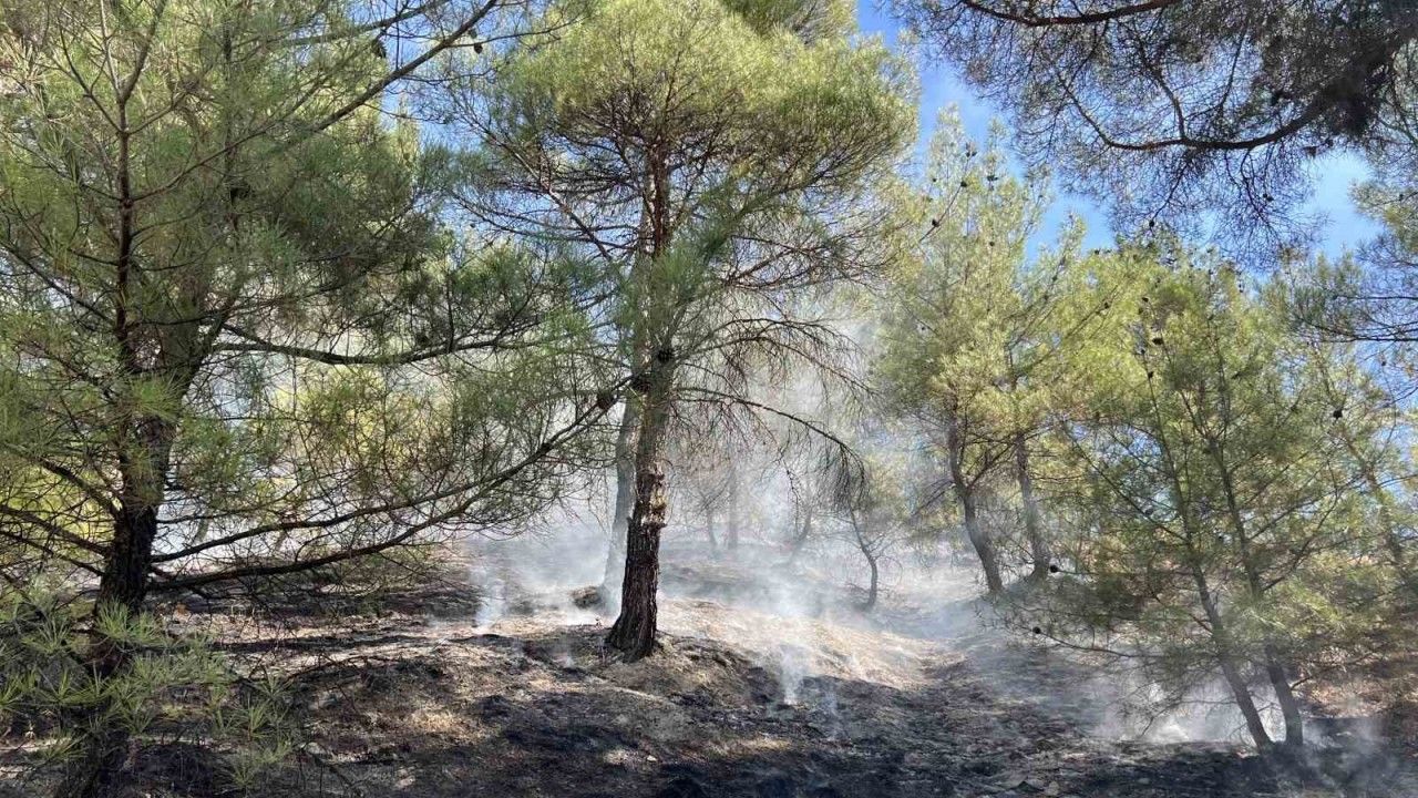 Hanönü'nde orman yangını kontrol altına alındı!
