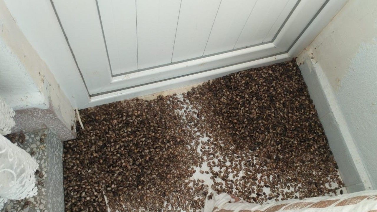 Yılda 300 kat çoğalabiliyor: Kahverengi kokarcalar, Ordu’da toplu şekilde evlere giriyor
