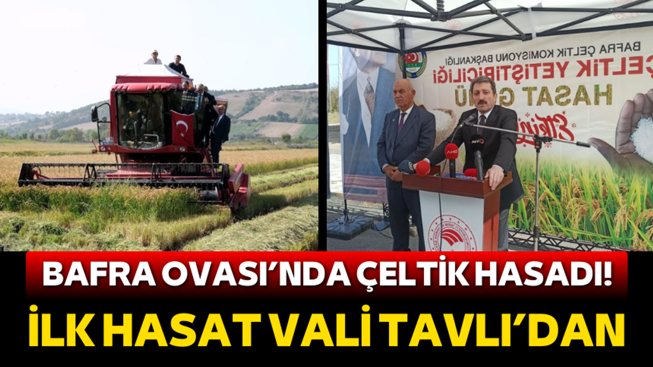 Samsun Valisi Orhan Tavlı Bafra Ovası'nda ilk çeltik hasadını yaptı