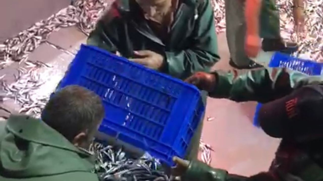 Balıkçılılar  1500 kasa hamsi ile limana döndüler