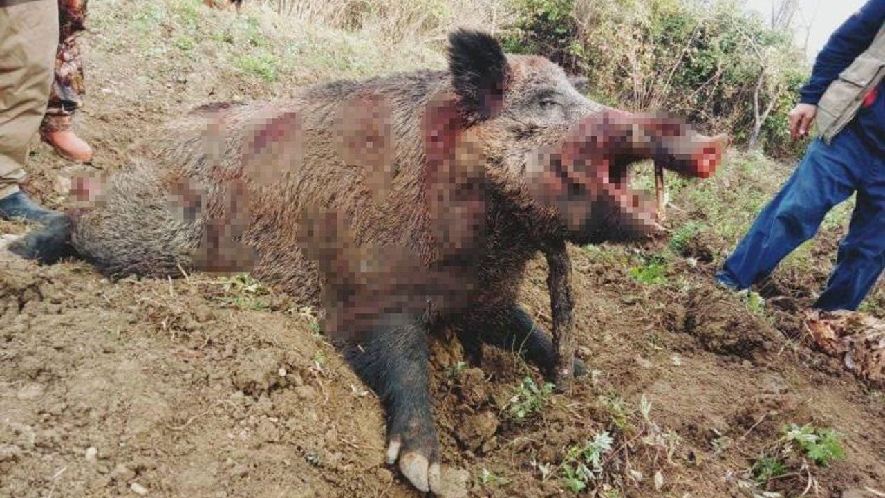 Gerze'de dev domuz, avcılar tarafından vuruldu