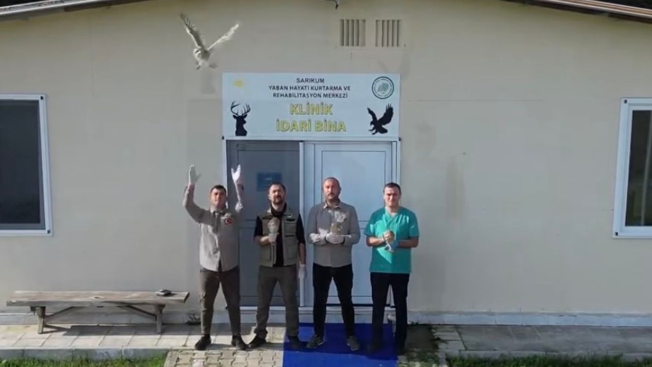 Sinop’ta tedavisi tamamlanan 4 baykuş doğaya salındı
