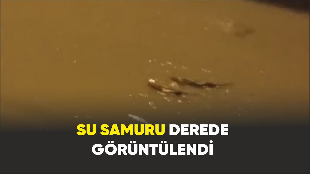 Zonguldak'ta  derede Su samuru görüntülendi