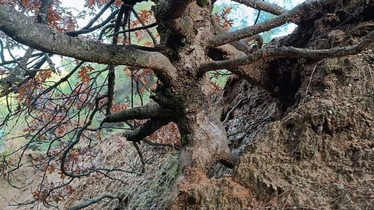 Manisa'da yaşlı meşe ağacı ilgi odağı oldu