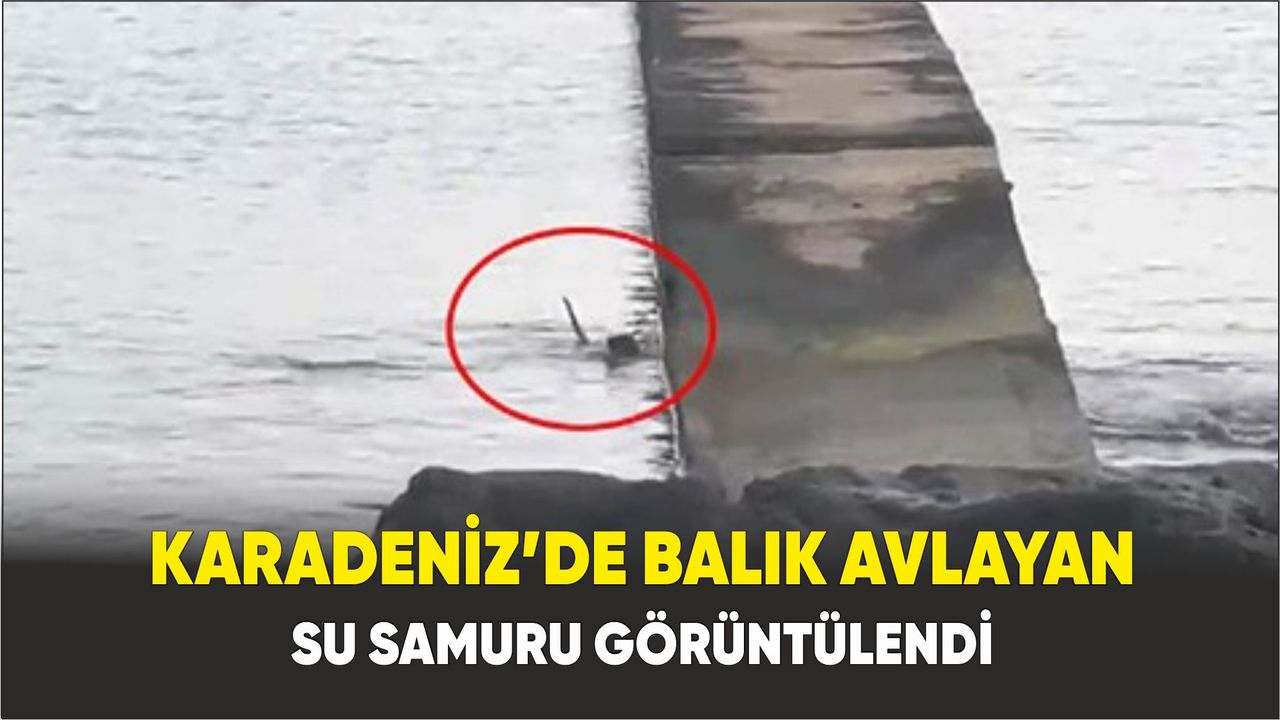 Karadeniz’de balık avlayan su samuru görüntülendi