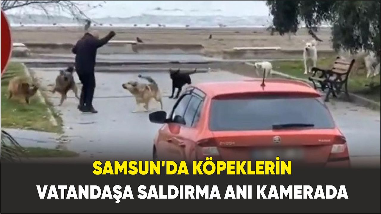 Samsun'da köpeklerin vatandaşa saldırma anı kamerada