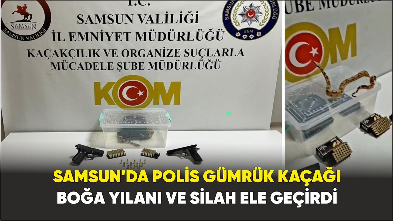 Samsun’da polis gümrük kaçağı boğa yılanı ve silah ele geçirdi