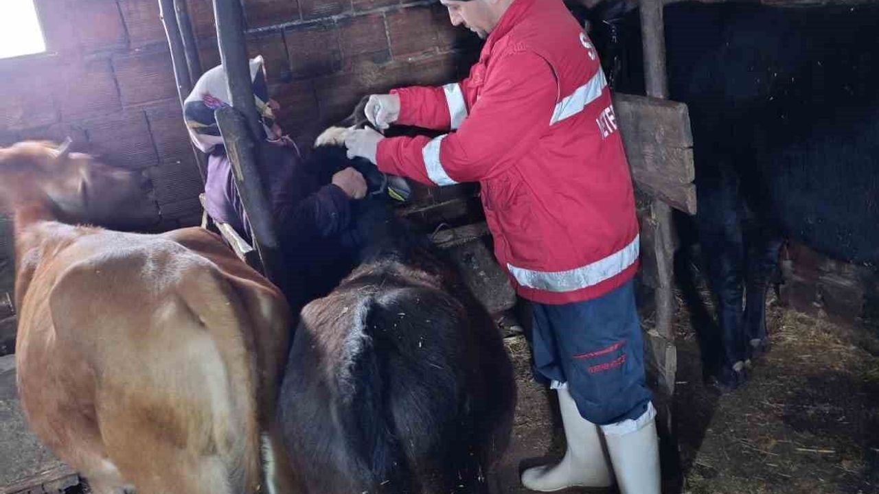 Çarşamba’da şap aşılamaları sürüyor