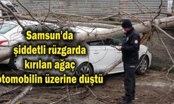 Samsun’da şiddetli rüzgarda kırılan ağaç otomobilin üzerine düştü