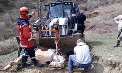 Mahsur kalan ineği itfaiye ekipleri kurtardı