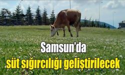 Samsun’da süt sığırcılığı geliştirilecek