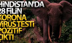 Hindistan'da 28 filin korona virüs testi pozitif çıktı