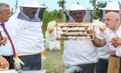 Samsun’da arıcılık gelişiyor: 332 arıcıya 1000 ana arı desteği