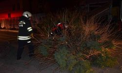Devrilen ağacın altında kalan 1 kişi yaralandı