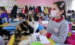 Okula sığınan Minnoş kedi, uslu uslu ders dinliyor