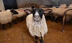 Artvin’de desteklenen yerel ırk koyunlar kuzulamaya başladı