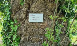 300 yıllık çınar ağaç, ’anıt ağaç’ olarak tescillendi