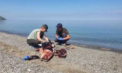 Karadeniz’de çok konuşulan yunus ölümleri araştırılıyor