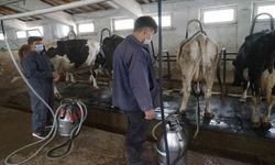 Türkiye’de 2021’de 23 milyon 200 bin 306 ton ton çiğ süt üretildi