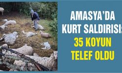 Amasya’da kurt saldırısı: 35 koyun telef oldu