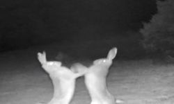 Artvin’de tavşanların tatlı sert kavgası fotokapana yakalandı