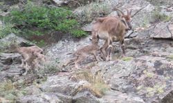 Sürekli yattığı için endişelendiği dağ keçisinin 2 gün sonra 3 yavrusu ile görünce rahat nefes aldı