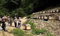 Artvin’de bal ormanları arıcıların hizmetine açılmaya devam ediyor