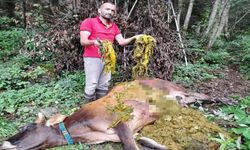 Doğaya bırakılan çöpler bir ineğin ölümüne neden oldu