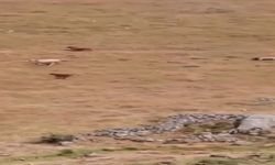 Artvin’de ayı yaylada otlayan hayvanlara saldırdı çobanın tepkisi ilginç oldu
