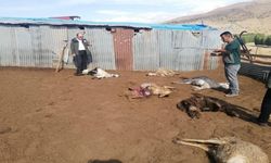 Sürüye saldıran kurtlar 12 koyunu telef etti