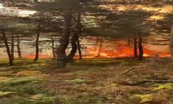 Tokat’ta korkutan orman yangını