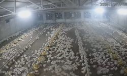 Bolu’da depremde tavukların kaçışma anı kamerada