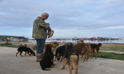 Sinop Demirci Köyü Limanı’nda başıboş köpek sorunu