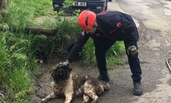 Akar borusuna sıkışan köpeği itfaiye ekipleri kurtardı