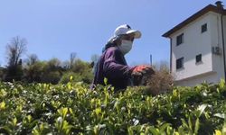 Doğu Karadeniz’de 2023 yılı yaş çay sezonu hazırlıkları başladı