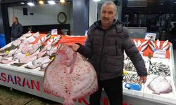 Karadeniz’de kalkan bolluğu: Kilosu 600 liradan satılıyor