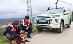Sinop’ta sokak köpeklerine reflektörlü tasma