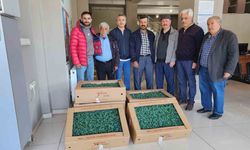Tosya’da çiftçilere 35 bin adet domates fidesi dağıtıldı