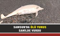 Samsun'da ölü yunus sahile vurdu