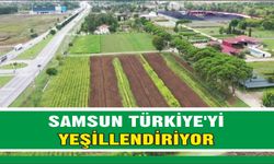 Samsun’da  10 milyon fidan Türkiye’yi yeşillendiriyor