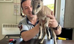 Artvin'de yavru yaban keçisi güvenlik kulübesine sığındı