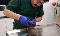 Yaralı bulanan yavru tilki tedavi altına alındı