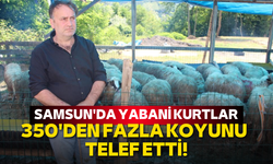 Samsun'da yabani kurtlar 350'den fazla koyunu telef etti!