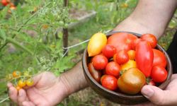 Ata tohumlarıyla 82 çeşit domates üretiyorlar: Ücretsiz dağıtıyorlar