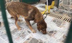 Yaylada ölüme terk edilen köpekler koruma altına alındı